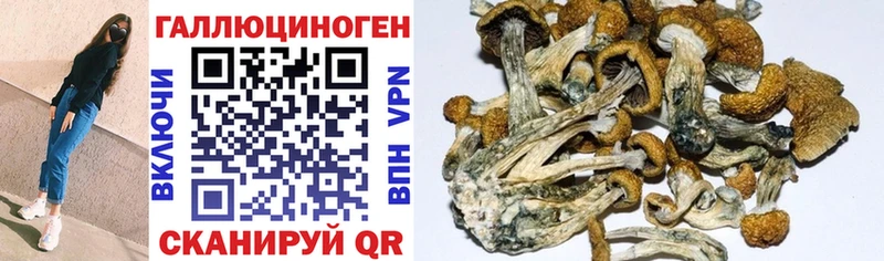 Псилоцибиновые грибы GOLDEN TEACHER  Макарьев 
